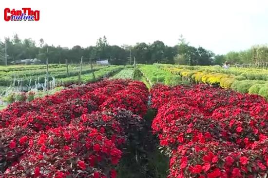 Về Cần Thơ, du xuân làng hoa ngày giáp Tết