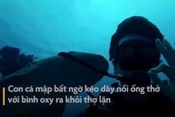 Thợ lặn bị cá mập kéo ống thở ra khỏi người