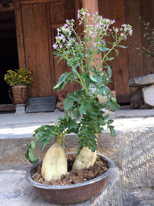 Cười ngất với loạt cây bonsai trưng Tết bá đạo, đào quất còn thua xa-1