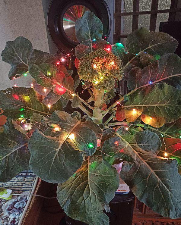 Cười ngất với loạt cây bonsai trưng Tết bá đạo, đào quất còn thua xa-2