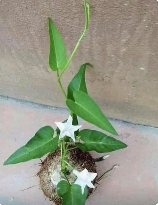 Cười ngất với loạt cây bonsai trưng Tết bá đạo, đào quất còn thua xa-3