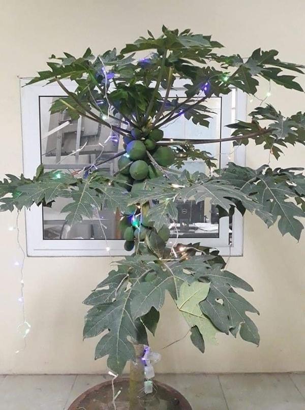 Cười ngất với loạt cây bonsai trưng Tết bá đạo, đào quất còn thua xa-4