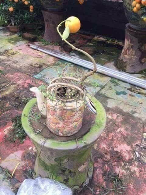 Cười ngất với loạt cây bonsai trưng Tết bá đạo, đào quất còn thua xa-6