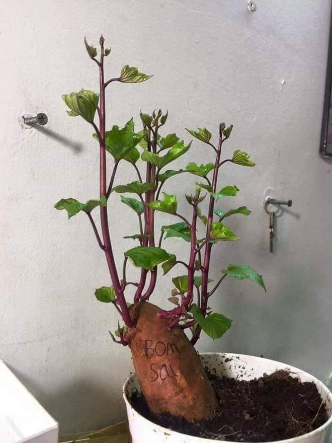 Cười ngất với loạt cây bonsai trưng Tết bá đạo, đào quất còn thua xa-7