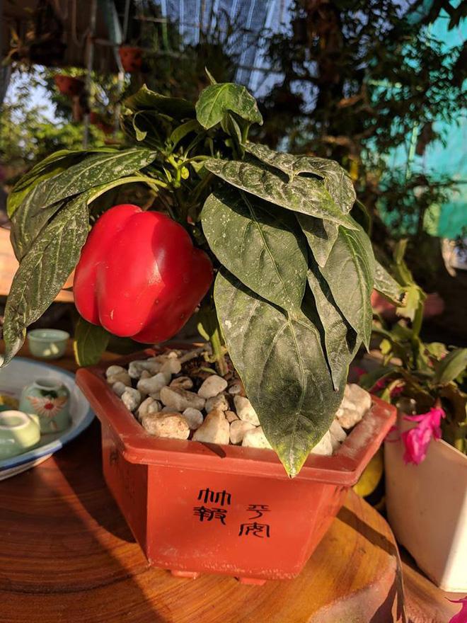 Cười ngất với loạt cây bonsai trưng Tết bá đạo, đào quất còn thua xa-8