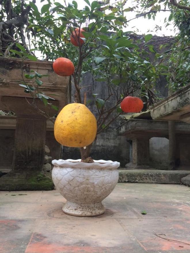 Cười ngất với loạt cây bonsai trưng Tết bá đạo, đào quất còn thua xa-9