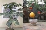 Đu đủ bonsai tiền triệu hút khách trên thị trường Tết 2022-11