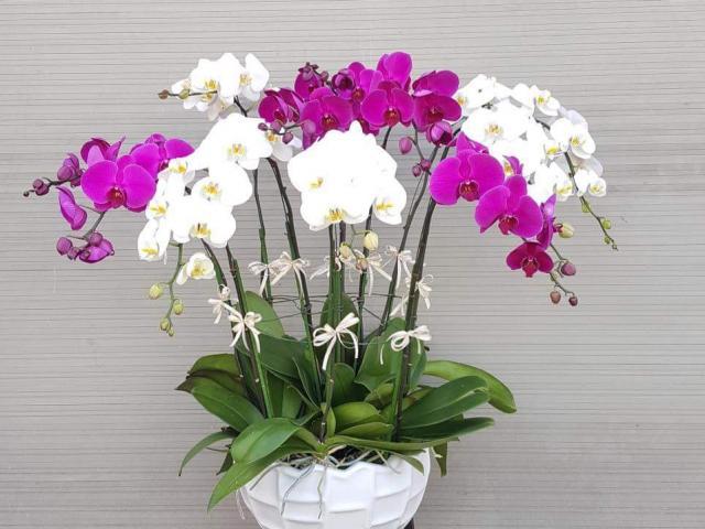 Cuối năm đặt ngay loại hoa này trong nhà để mời gọi thần tài, tiền đổ vào như thác-1