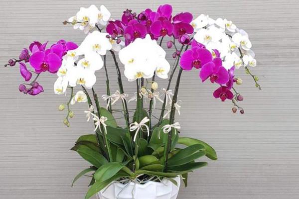 Tuần mới, những con giáp cẩn thận tiểu nhân hãm hại, đi một bước gặp xui xẻo-4