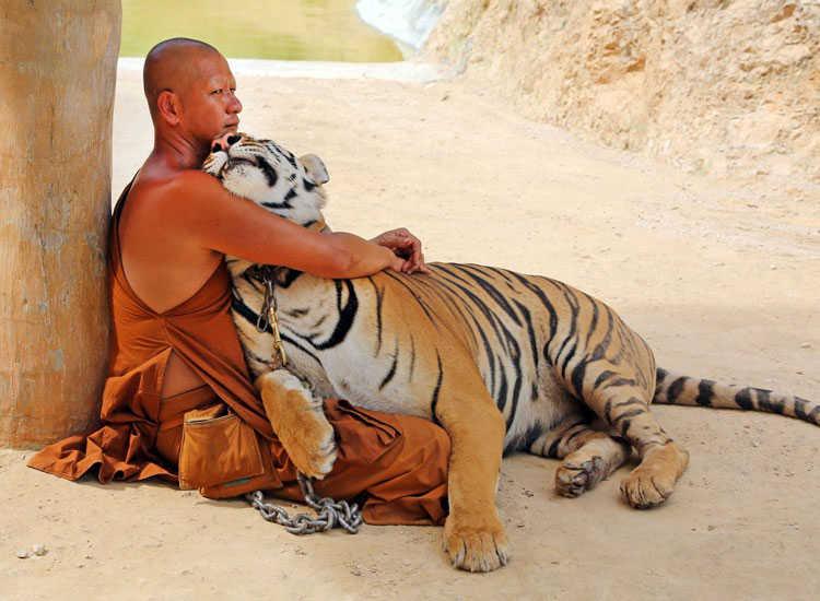 Đền Hổ ở Thái Lan, còn được gọi là Wat Pha Luang Ta Bua Yanasampanno, là một trong số ít nơi trên thế giới mà người ta có thể cưng nựng những con vật to lớn này khi chúng ngủ. Du khách cũng có thể tắm cho những chú hổ tại khu bảo tồn của ngôi đền này và đây là một trải nghiệm đáng nhớ.