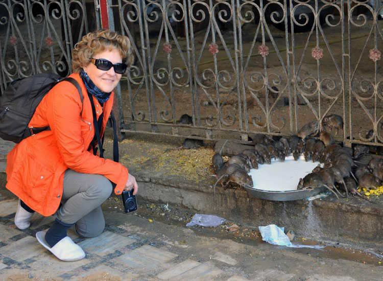 Đền Karni Mata, Rajasthan - Ấn Độ.
Những con chuột đủ hình dạng và kích cỡ chạy tán loạn xung quanh ngôi đền và ăn thức ăn bị chuột gặm nhấm được coi là một vinh dự lớn. Phát hiện một con chuột trắng được coi là một may mắn đặc biệt. Khi vô tình dẫm phải một con chuột và làm chết nó, du khách phải mua một bức tượng chuột bằng vàng hoặc bạc và đặt nó trong ngôi đền như một sự đền tội.