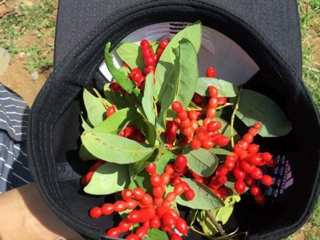 Những loại trái cây Việt Nam tên lạ hoắc, ai biết chắc đã có tuổi thơ quê nhà-1