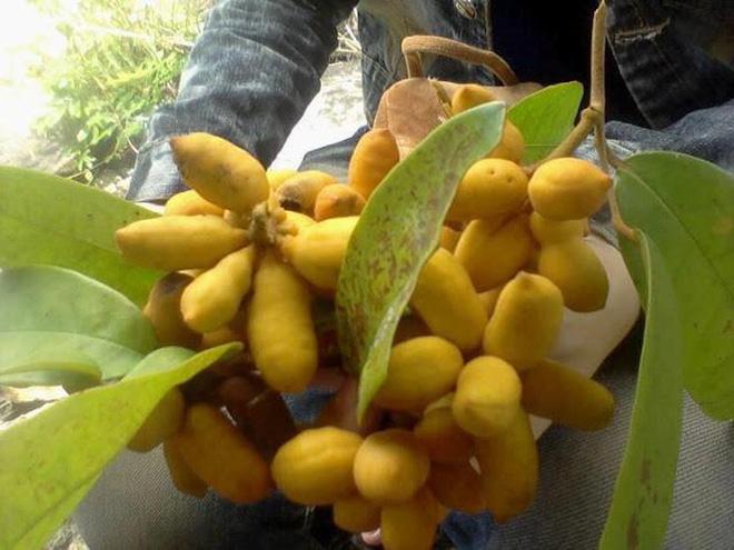 Những loại trái cây Việt Nam tên lạ hoắc, ai biết chắc đã có tuổi thơ quê nhà-6