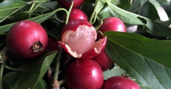 Những loại trái cây Việt Nam tên lạ hoắc, ai biết chắc đã có tuổi thơ quê nhà-8