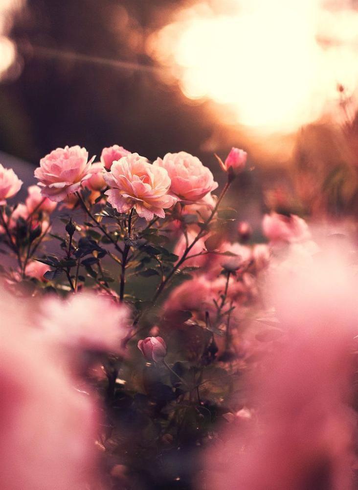 Tử vi 12 cung hoàng đạo thứ Tư ngày 27/1/2021: Sư Tử kiêu ngạo, Bọ Cạp kiên trì-3