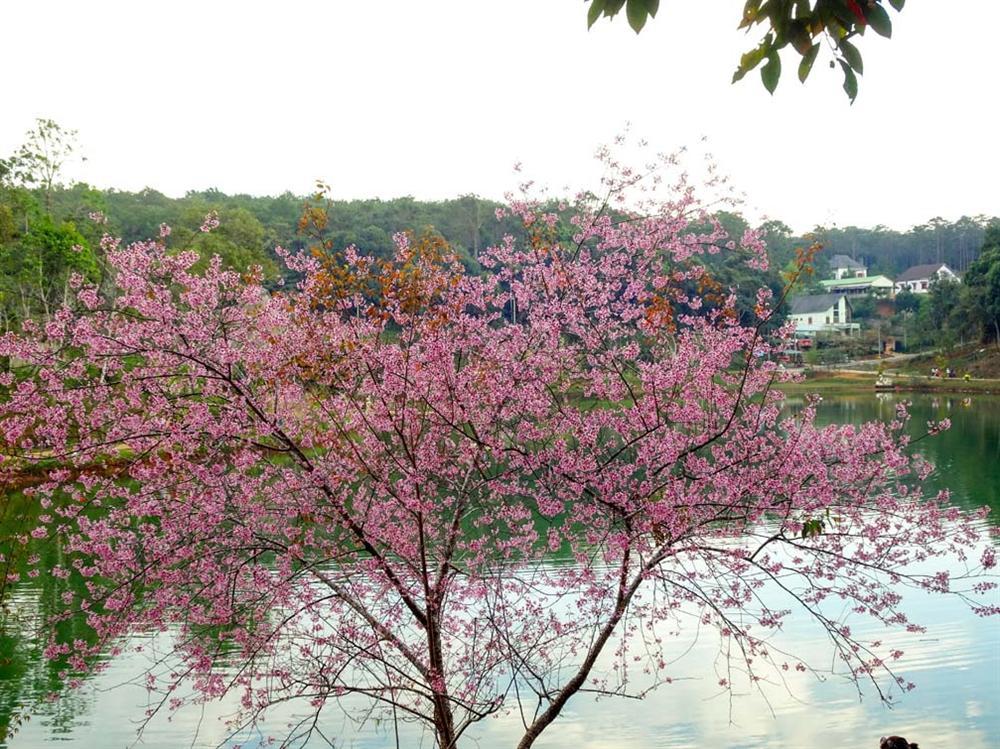Chẳng cần lên Đà Lạt, Kon Tum cũng có hoa mai anh đào phủ hồng cả bầu trời đây này-1