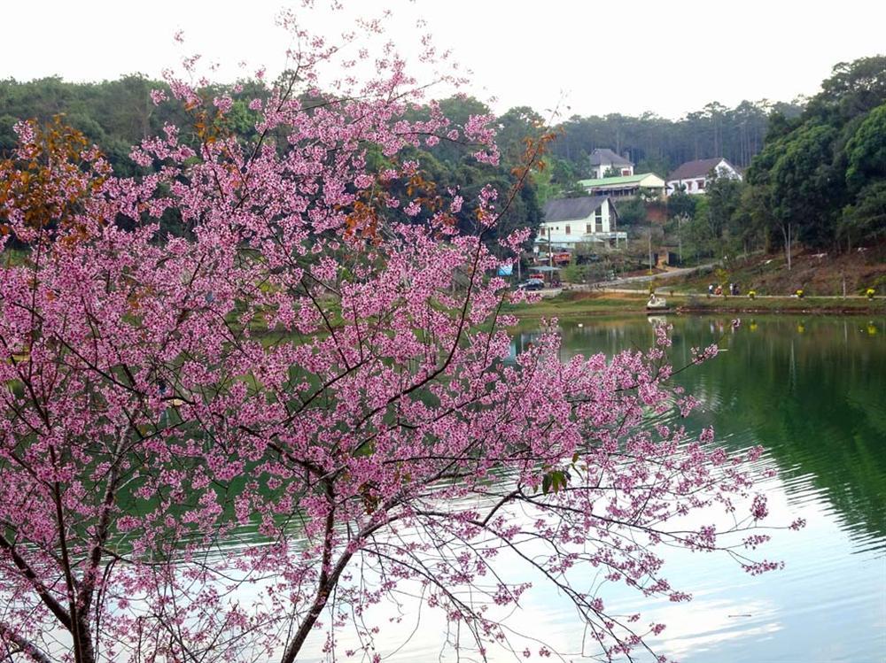 Chẳng cần lên Đà Lạt, Kon Tum cũng có hoa mai anh đào phủ hồng cả bầu trời đây này-2