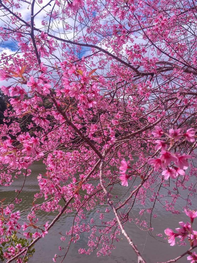 Chẳng cần lên Đà Lạt, Kon Tum cũng có hoa mai anh đào phủ hồng cả bầu trời đây này-3