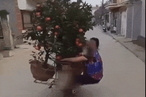 Clip: Chết cười nhìn cảnh chồng chở quất Tết, vợ phải đu bám bên cạnh cho cân