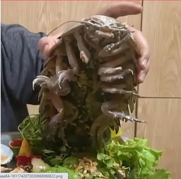 Dân mạng sởn gai ốc với màn review ăn thử món bọ biển khổng lồ giá 4 triệu/con-1