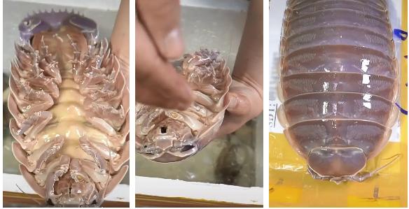 Dân mạng sởn gai ốc với màn review ăn thử món bọ biển khổng lồ giá 4 triệu/con-2