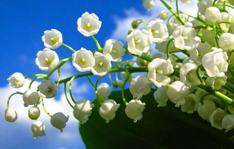 Sinh vào tháng Âm lịch này, có mệnh phú quý, nghèo chỉ là tạm thời-2