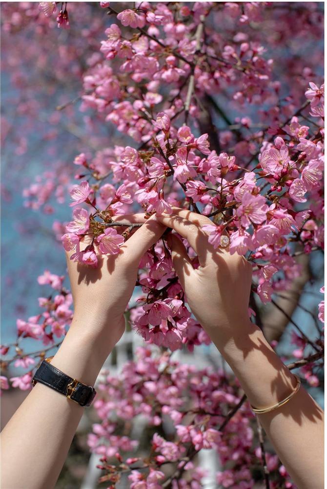 Ngất ngây trước bộ ảnh bên hoa anh đào tại Đà Lạt của cặp đôi 6 năm tình bể bình-1