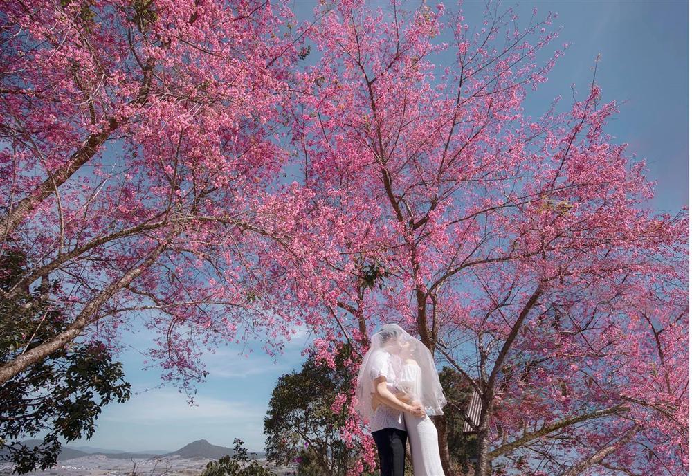 Ngất ngây trước bộ ảnh bên hoa anh đào tại Đà Lạt của cặp đôi 6 năm tình bể bình-4