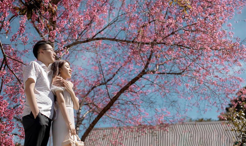 Ngất ngây trước bộ ảnh bên hoa anh đào tại Đà Lạt của cặp đôi 6 năm tình bể bình-6