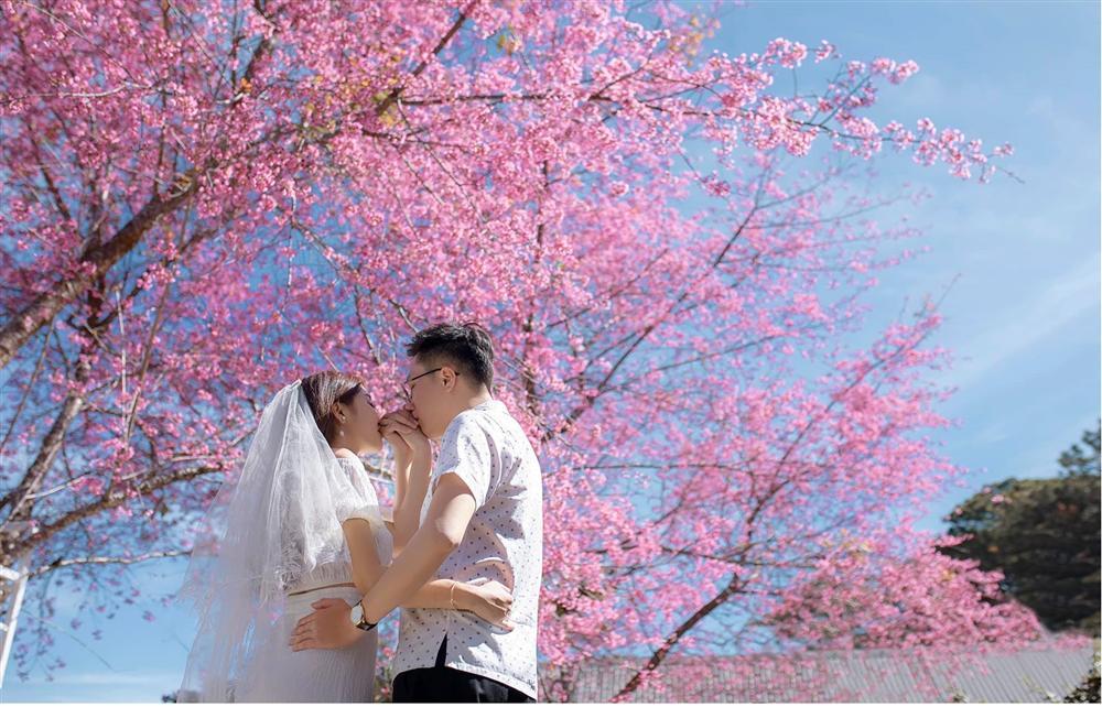 Ngất ngây trước bộ ảnh bên hoa anh đào tại Đà Lạt của cặp đôi 6 năm tình bể bình-9