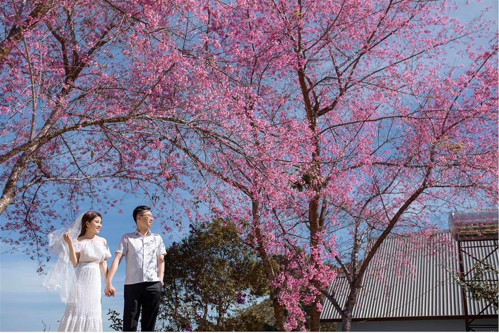 Ngất ngây trước bộ ảnh bên hoa anh đào tại Đà Lạt của cặp đôi 6 năm tình bể bình-11