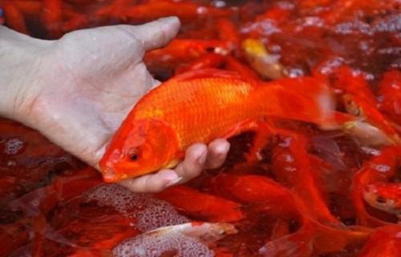 Cúng ông Công, ông Táo: Tất tần tật những điều cần biết-3