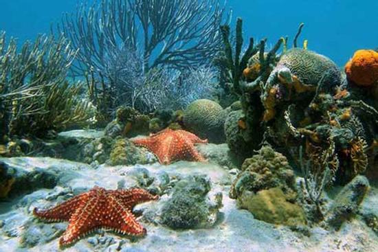 Những sinh vật kỳ bí dưới đáy biển ở đảo Tonga