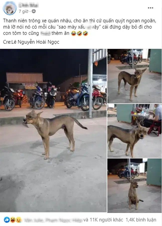 Chú chó có hàm răng hô, ngậm kiểu nào cũng không giấu được kiểu răng gây sóng gió-1