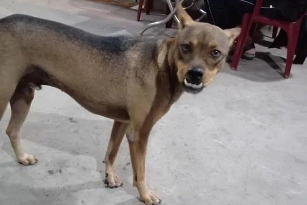 Cuộc sống chuẩn quý tộc của cô chó từng bị bỏ rơi-13