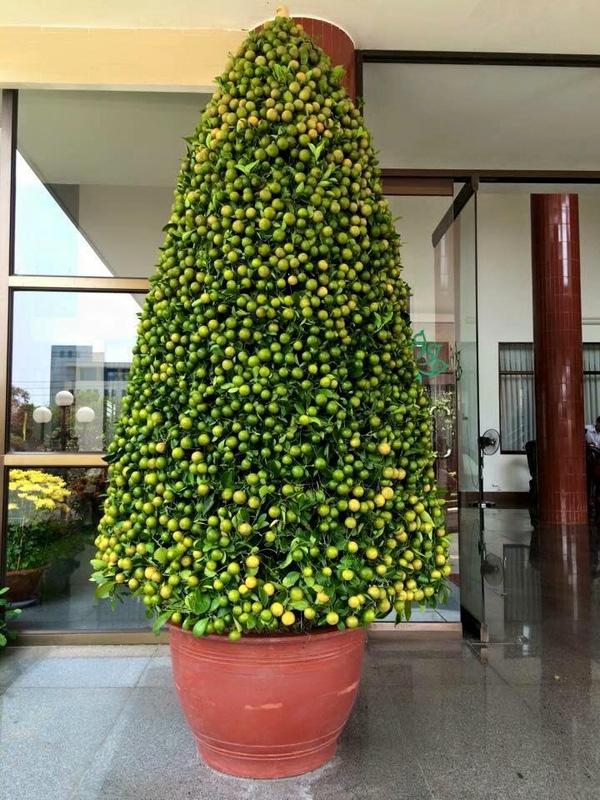 Cười ngất với những cây đào, quất Tết có 1-0-2 được gia chủ hết lòng cung phụng-5