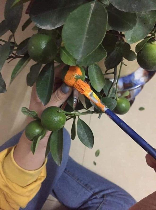 Cười ngất với những cây đào, quất Tết có 1-0-2 được gia chủ hết lòng cung phụng-8