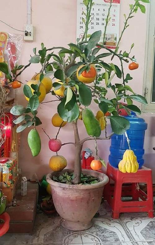 Cười ngất với những cây đào, quất Tết có 1-0-2 được gia chủ hết lòng cung phụng-9