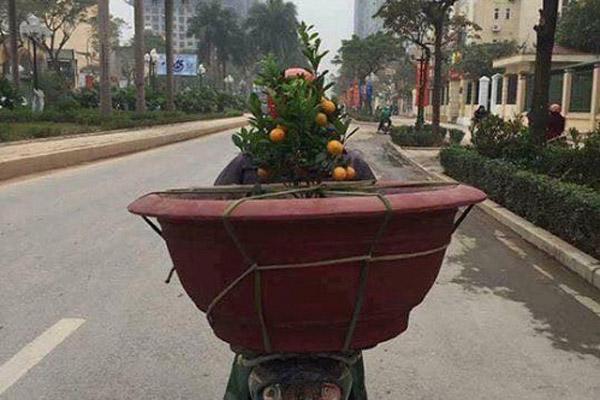 Cây hoa đào mix 3 màu đỏ - hồng - trắng siêu quý hiếm khoe sắc rực rỡ-6