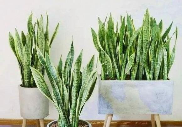 Những vị trí nên đặt cây lưỡi hổ trong nhà để vượng tài lộc-1