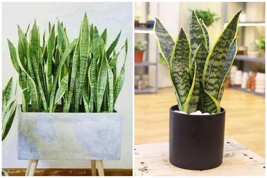 Những vị trí nên đặt cây lưỡi hổ trong nhà để vượng tài lộc