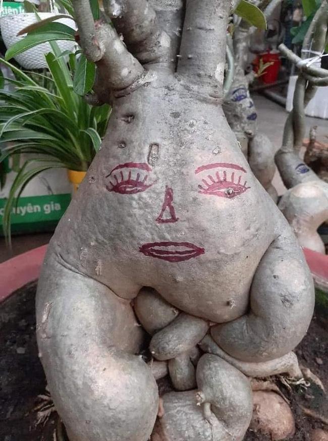 Cười đau ruột với đống cây cảnh Tết được trang trí vẽ hình trông như đầu gấu xóm-1