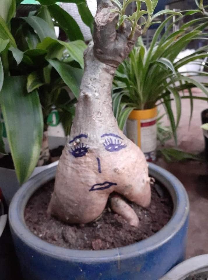 Cười đau ruột với đống cây cảnh Tết được trang trí vẽ hình trông như đầu gấu xóm-2