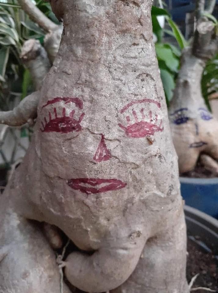 Cười đau ruột với đống cây cảnh Tết được trang trí vẽ hình trông như đầu gấu xóm-3