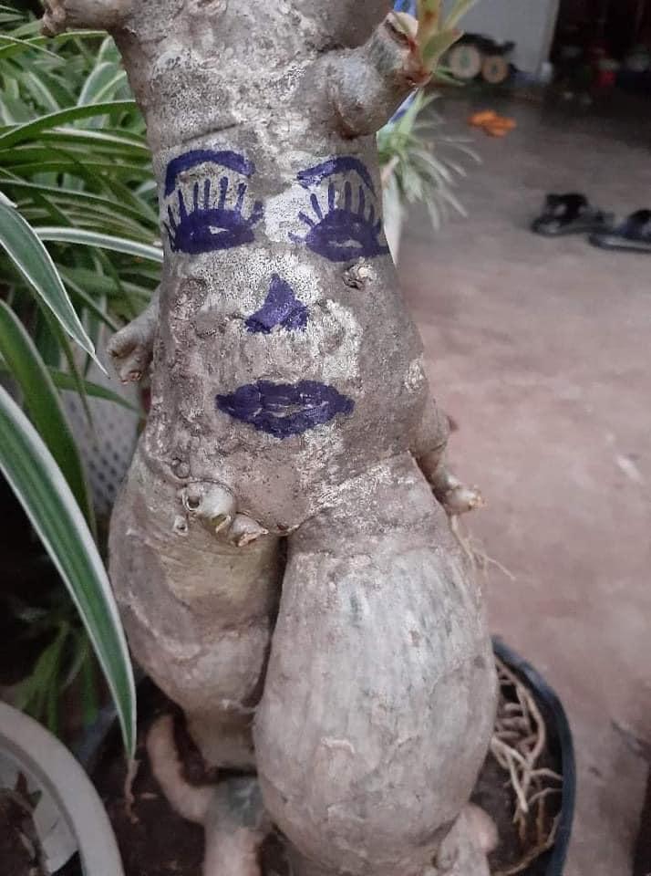 Cười đau ruột với đống cây cảnh Tết được trang trí vẽ hình trông như đầu gấu xóm-4