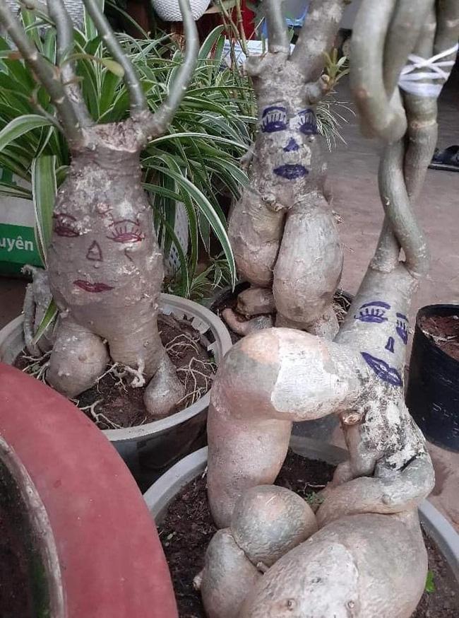 Cười đau ruột với đống cây cảnh Tết được trang trí vẽ hình trông như đầu gấu xóm-5