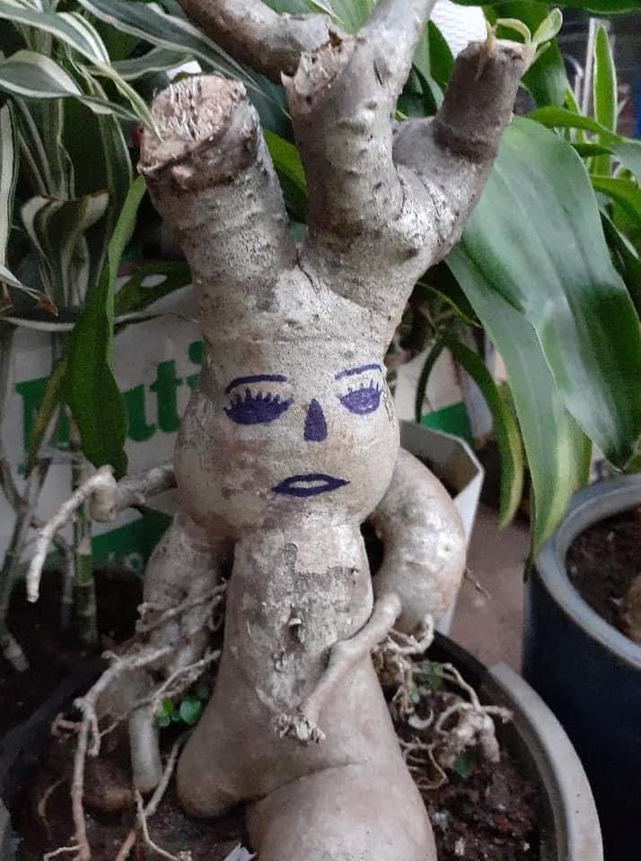 Cười đau ruột với đống cây cảnh Tết được trang trí vẽ hình trông như đầu gấu xóm-7