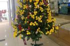 Công ty 'vui tính nhất năm', 'hô biến' cây thông Noel trở thành hoa mai rực rỡ chơi Tết