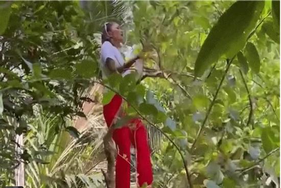 Tết có gì mà 'toang' đến nỗi H'Hen Niê phải trèo cây ổi, vừa rung vừa hát ầm ĩ thế?