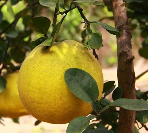 Mẹo hay bảo quản trái cây mâm ngũ quả mà không cần đến tủ lạnh-5